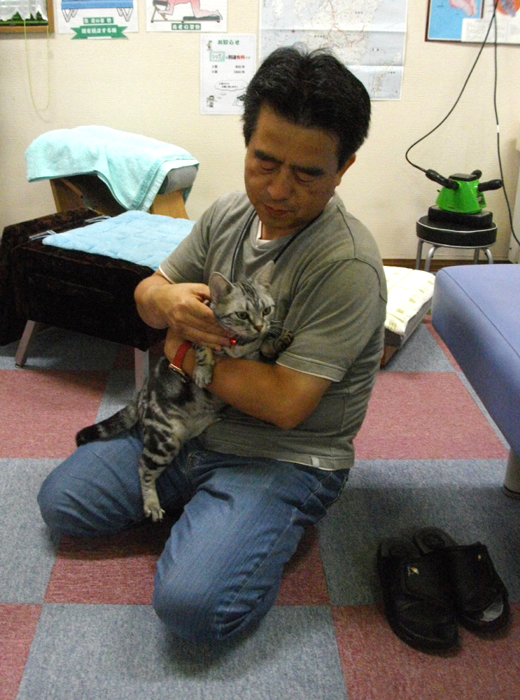猫の整体